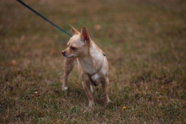 Découvrir les nouvelles technologies pour chats en 2024