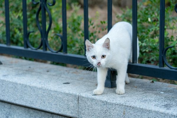 Fontaine à eau céramique pour chat : un must pour sa santé !